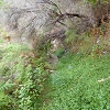 Plants: image 76 Of 117 Thumb